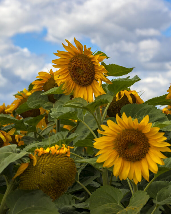 Product image of Sunflower buddies – Photo