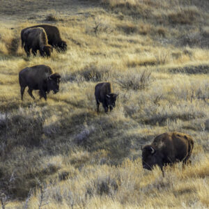 Product image of Bison in the evening glow TRNP