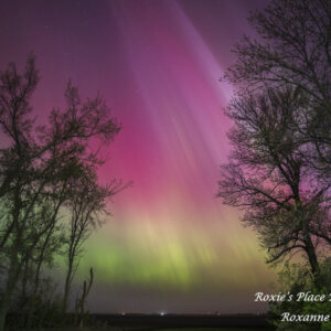 Product image of Pink Northern Lights through the trees