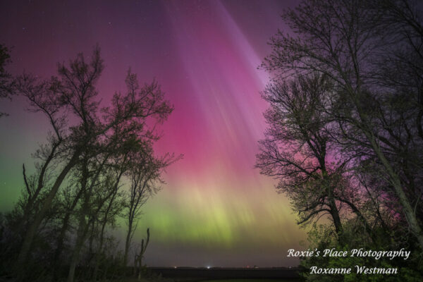 Product image of Pink Northern Lights through the trees