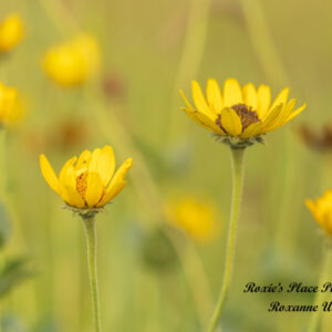 Product image of Yellow wildflowers False sunflowers on North Dakota Prairie