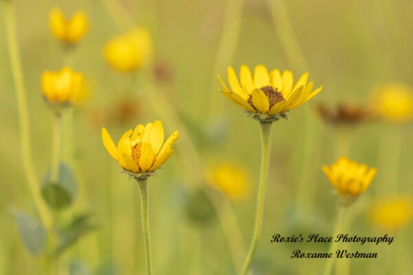 Product image of Yellow wildflowers False sunflowers on North Dakota Prairie