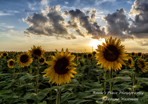 Product image of Sunflower field in the sunset