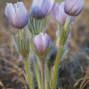 Product image of Spring Prairie Crocus – North Dakota