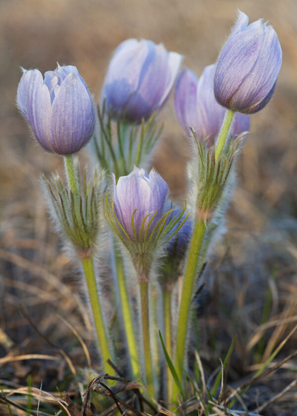 Product image of Spring Prairie Crocus – North Dakota