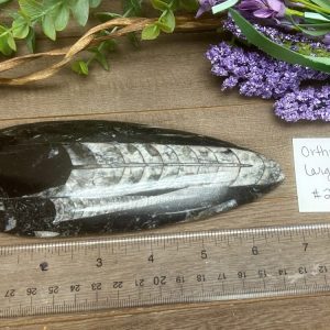 Product image of Orthoceras #2