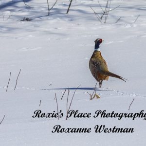 Product image of Ring necked pheasant North Dakota winter