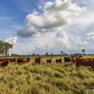 Product image of Country view in the cattle pasture