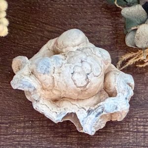 Product image of Tampa Bay Agatized Coral #2