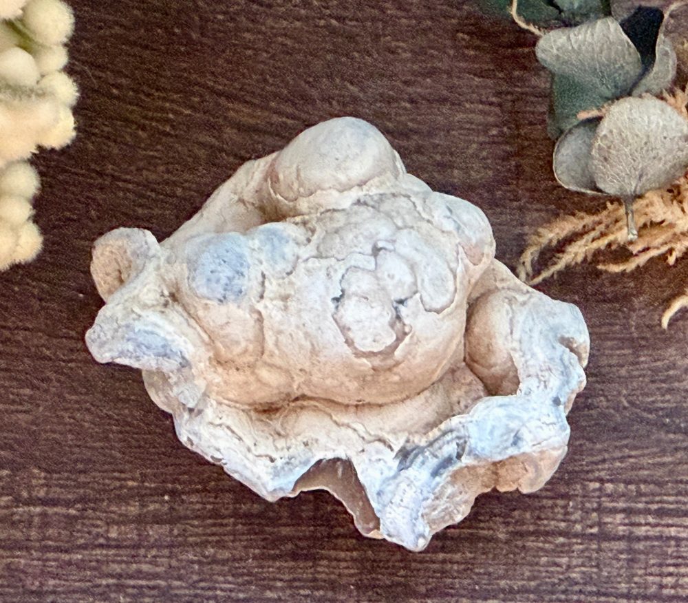 Product image of Tampa Bay Agatized Coral #2