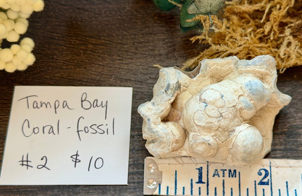 Product image of Tampa Bay Agatized Coral #2