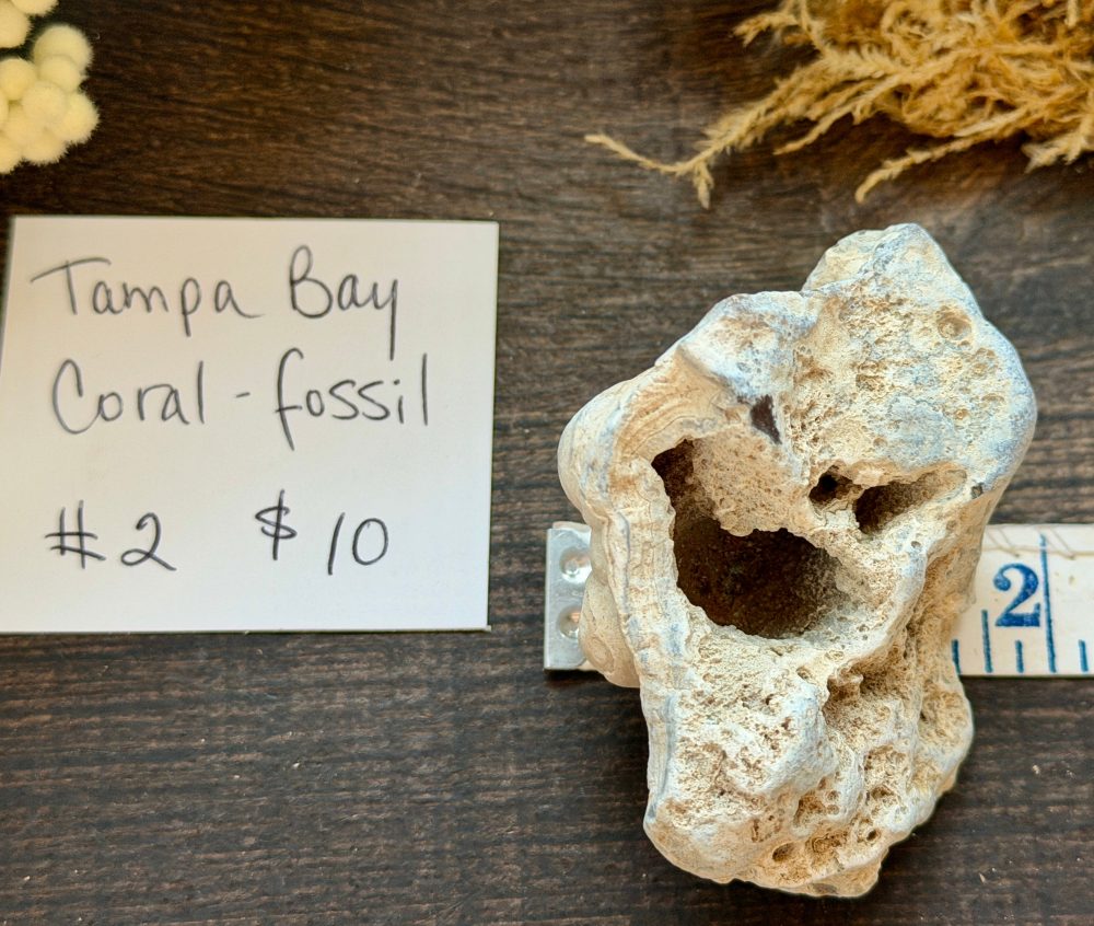 Product image of Tampa Bay Agatized Coral #2