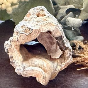 Product image of Tampa Bay Agatized Coral #3