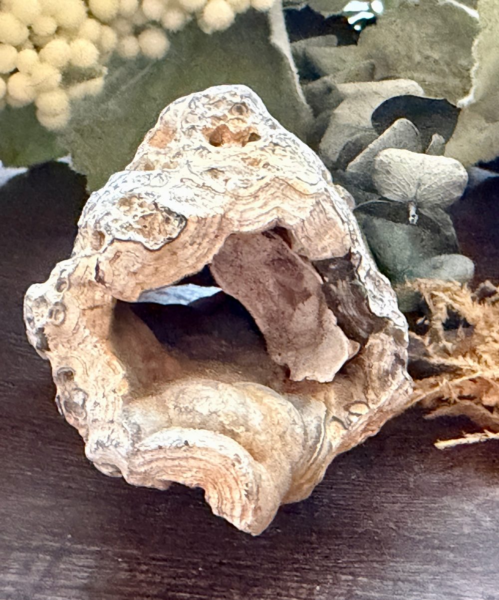 Product image of Tampa Bay Agatized Coral #3