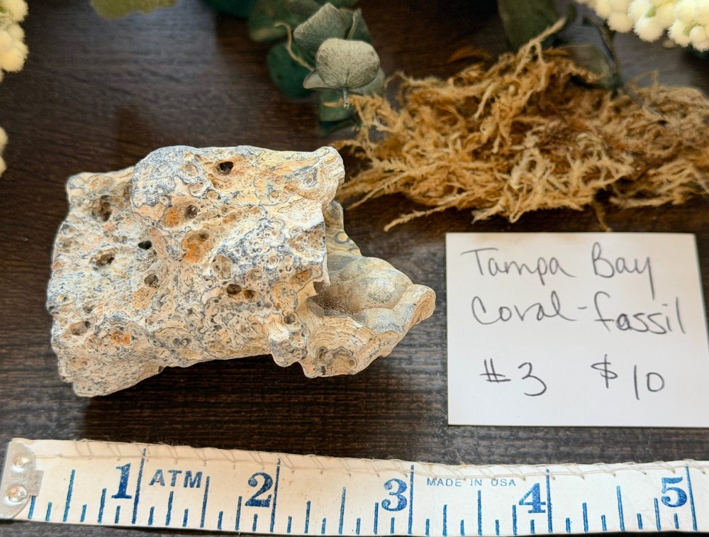 Product image of Tampa Bay Agatized Coral #3
