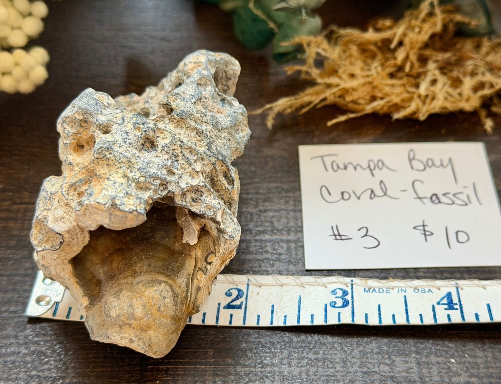 Product image of Tampa Bay Agatized Coral #3