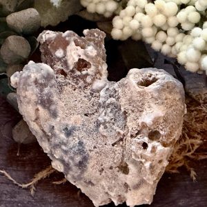 Product image of Tampa Bay Agatized Coral #4