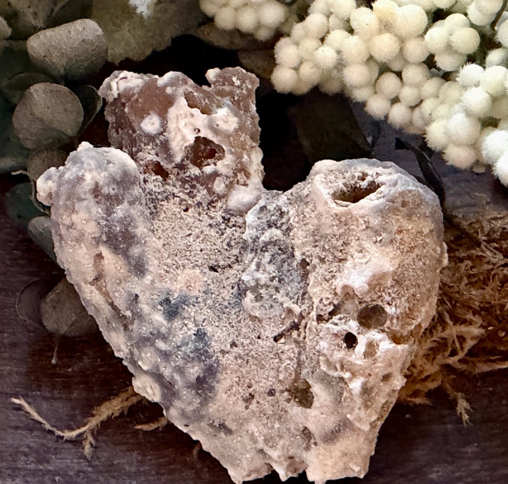 Product image of Tampa Bay Agatized Coral #4