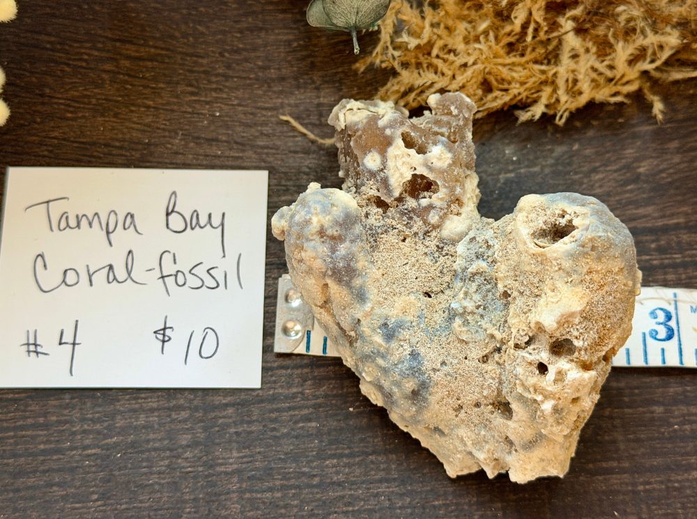 Product image of Tampa Bay Agatized Coral #4