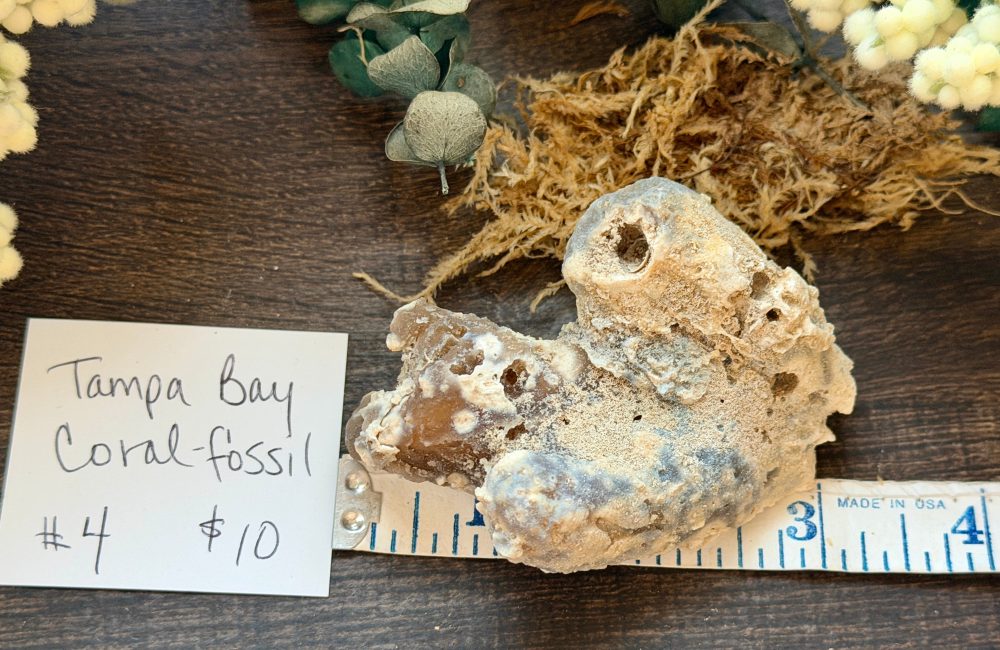 Product image of Tampa Bay Agatized Coral #4