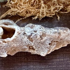 Product image of Tampa Bay Agatized Coral #5