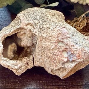 Product image of Tampa Bay Agatized Coral #6