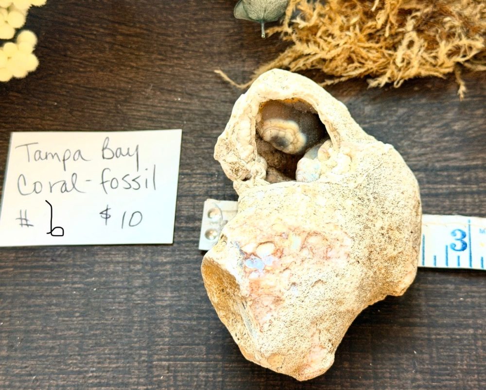 Product image of Tampa Bay Agatized Coral #6