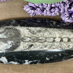 Product image of Orthoceras #2