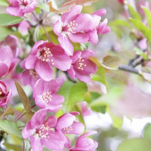 Product image of Spring Apple blossoms