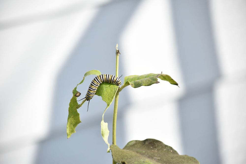 Product image of Monarch Seed Paper