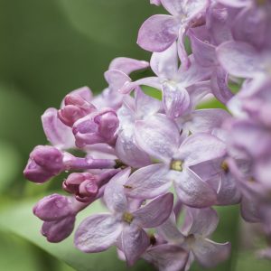 Product image of Spring purple lilac blossoms