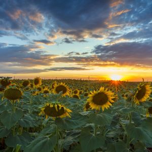 Product image of Sunflowers in their glory