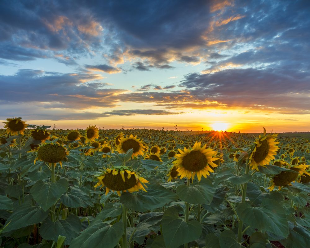 Product image of Sunflowers in their glory