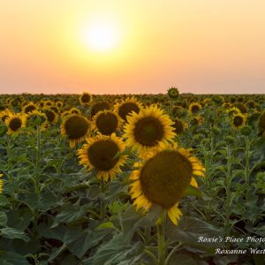 Product image of North Dakota Sunflowers in the evening glow