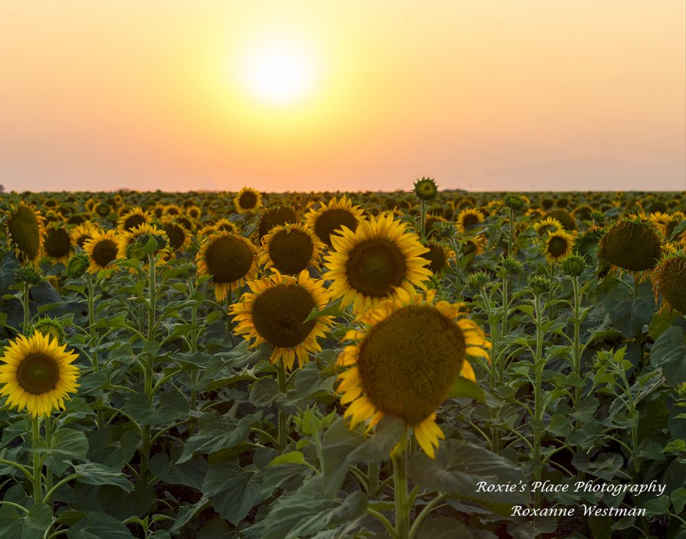 Product image of North Dakota Sunflowers in the evening glow